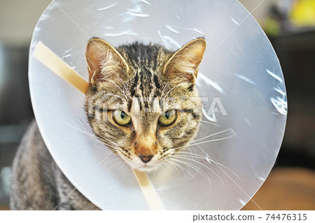 Elizabethan collar attached after surgery 74476315