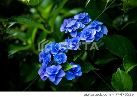 Hydrangea looks like an alphabet Hydrangea looks like an alphabet 74476539