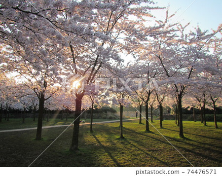 Yoshino cherry tree in full bloom at Kersenbloesempark in Bos Park, The Netherlands 74476571