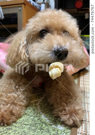 toy poodle biting