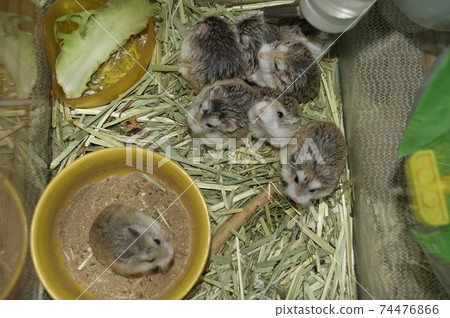 Roborovski hamster family 74476866