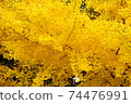 One page of ginkgo biloba 74476991