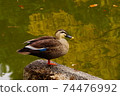 Pond waterfowl 74476992