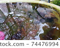 Water reflection cherry blossoms 74476994