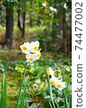 Daffodils in winter 74477002