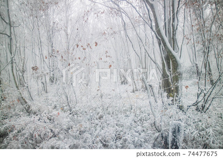 青森八甲田的秋天,八甲田山脈的第一場雪 青森八甲田的秋天,八甲田山脈的第一場雪 74477675