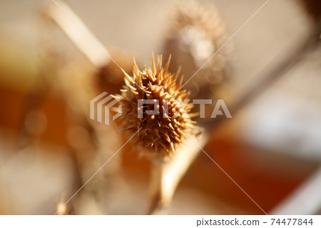 Datura fruit Igaiga thorn Datura fruit Igaiga thorn 74477844