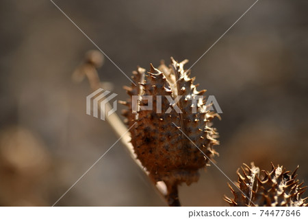 Datura fruit Igaiga thorn Datura fruit Igaiga thorn 74477846