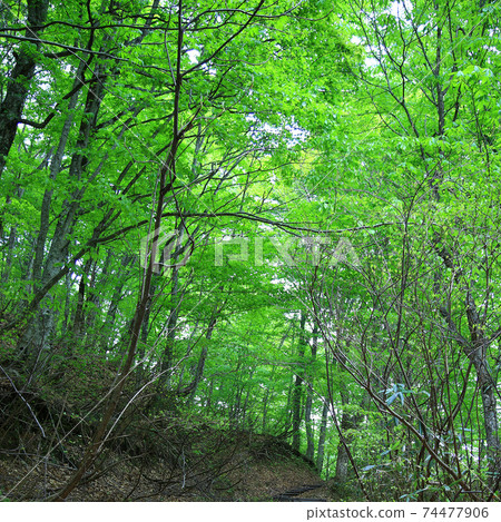 Shirakami mountain fresh green 74477906