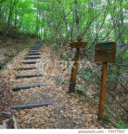 Shirakami mountain fresh green 74477907