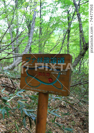 Shirakami mountain fresh green 74477908