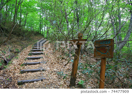 Shirakami mountain fresh green 74477909