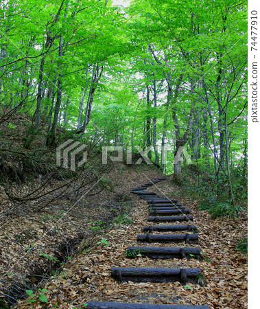 Shirakami mountain fresh green 74477910