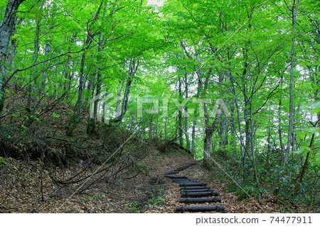 白神山新鮮綠色 74477911