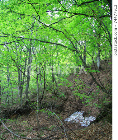 Shirakami mountain fresh green Shirakami mountain fresh green 74477912