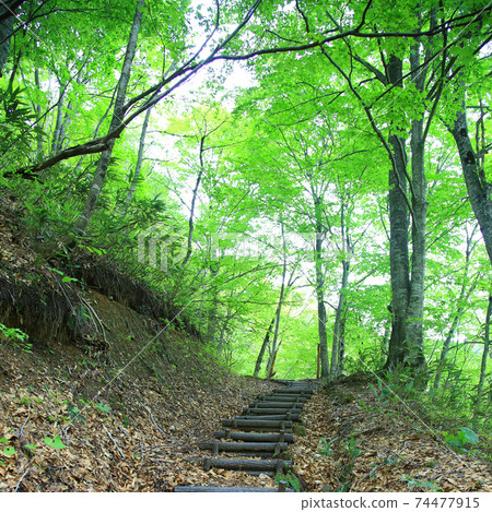 Shirakami mountain fresh green 74477915