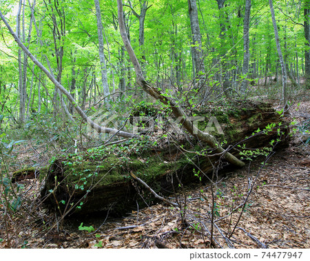Shirakami mountain fresh green 74477947