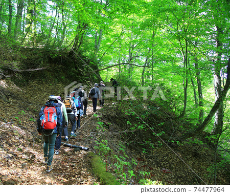 Shirakami mountain fresh green 74477964