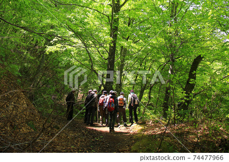 Shirakami mountain fresh green Shirakami mountain fresh green 74477966
