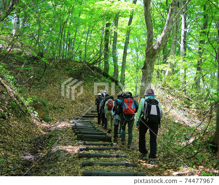 Shirakami mountain fresh green 74477967