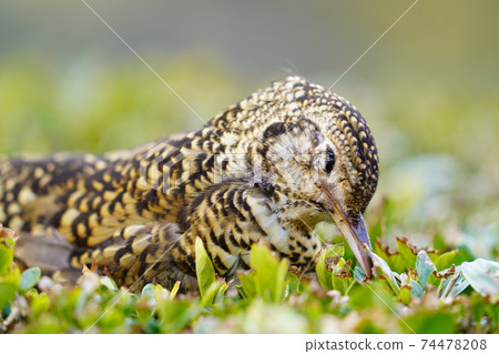 Turtledove  74478208