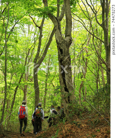 Shirakami mountain fresh green Shirakami mountain fresh green 74478273