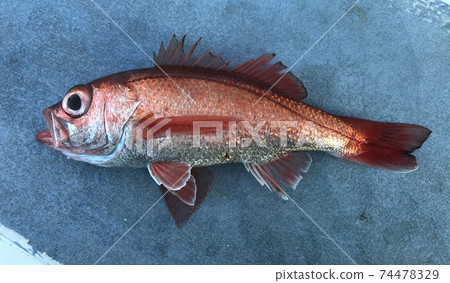 Nodoguro Nodoguro 74478329