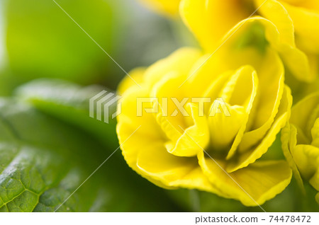 primrose primrose 74478472