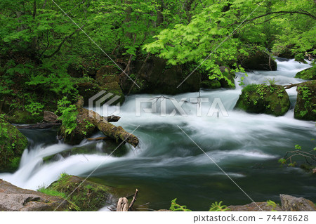 Oirase Gorge Fresh Green Aomori Prefecture Oirase Gorge Fresh Green Aomori Prefecture 74478628