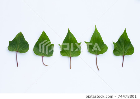 Sweet potato leaves on white background. Sweet potato leaves on white background. 74478801