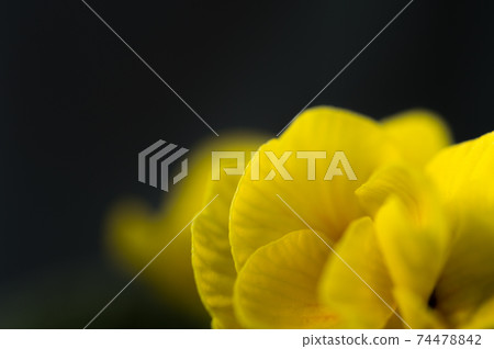 櫻桃樹植物 74478842