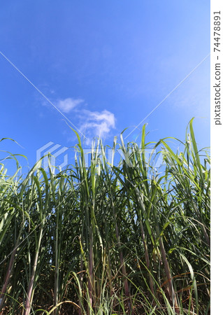 沖繩的甘蔗田，甘蔗田，藍天白雲 74478891