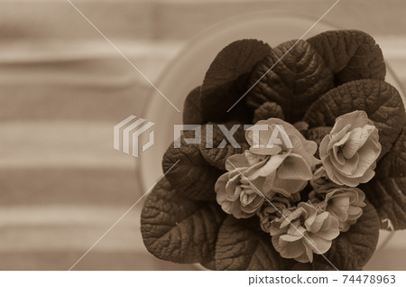 Primrose (sepia) 74478963