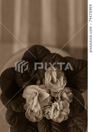 Primrose (sepia) 74478964