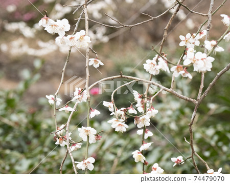 Early spring in Atami Plum Garden, Atami City, Shizuoka Prefecture, famous for the earliest blooming plums in Japan on the Izu Peninsula Early spring in Atami Plum Garden, Atami City, Shizuoka Prefecture, famous for the earliest blooming plums in Japan on the Izu Peninsula 74479070