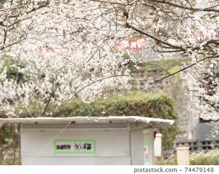 靜岡縣熱海市熱海梅園的早春,以伊豆半島上日本最早盛開的李子而聞名 靜岡縣熱海市熱海梅園的早春,以伊豆半島上日本最早盛開的李子而聞名 74479148