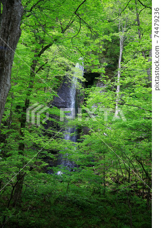 Oirase Stream Fresh green Oirase Stream Fresh green 74479236