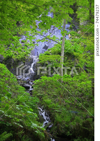 Oirase Stream Fresh green 74479237