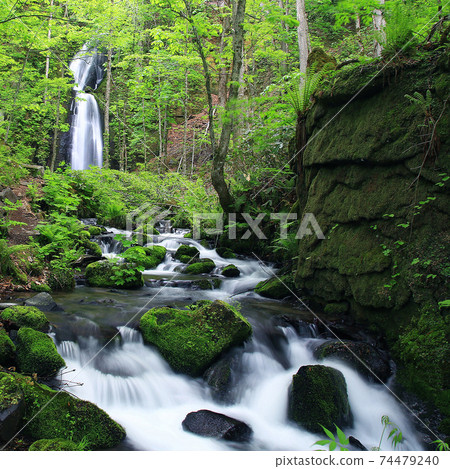 Oirase Stream Fresh green Oirase Stream Fresh green 74479240