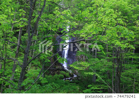 Oirase Stream Fresh green Oirase Stream Fresh green 74479241