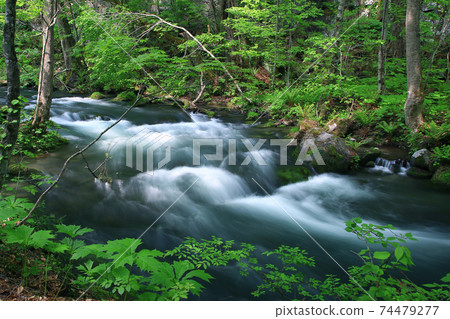 Oirase Stream Fresh green 74479277