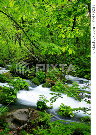 Oirase Stream Fresh green Oirase Stream Fresh green 74479285