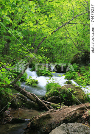 Oirase Stream Fresh green Oirase Stream Fresh green 74479287