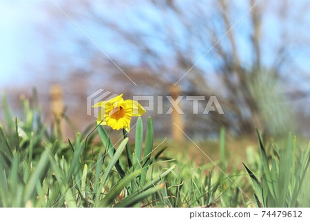 一輪水仙花春天來了 照片素材 圖片 圖庫