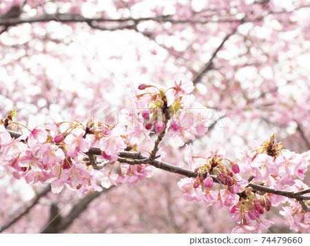 Early spring of Kawazu cherry blossoms in Kawazu Town, Shizuoka Prefecture, Izu Peninsula Early spring of Kawazu cherry blossoms in Kawazu Town, Shizuoka Prefecture, Izu Peninsula 74479660