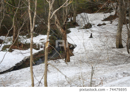八man平鮮綠色 八man平鮮綠色 74479895