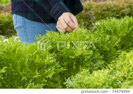 Hands of owner checking quality fresh lettuce vegetable produce in green house.  74479994