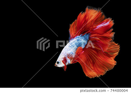 Movement power of betta fighting fish over isolated black background. Movement power of betta fighting fish over isolated black background. 74480004