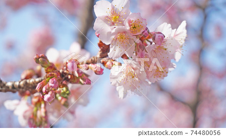 開花一棵冷的櫻桃樹 開花一棵冷的櫻桃樹 74480056