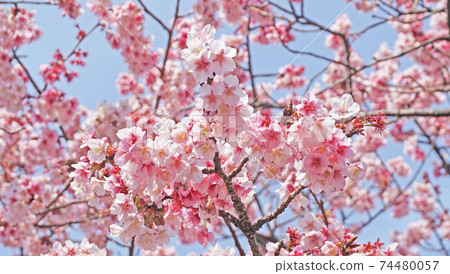 開花一棵冷的櫻桃樹 開花一棵冷的櫻桃樹 74480057
